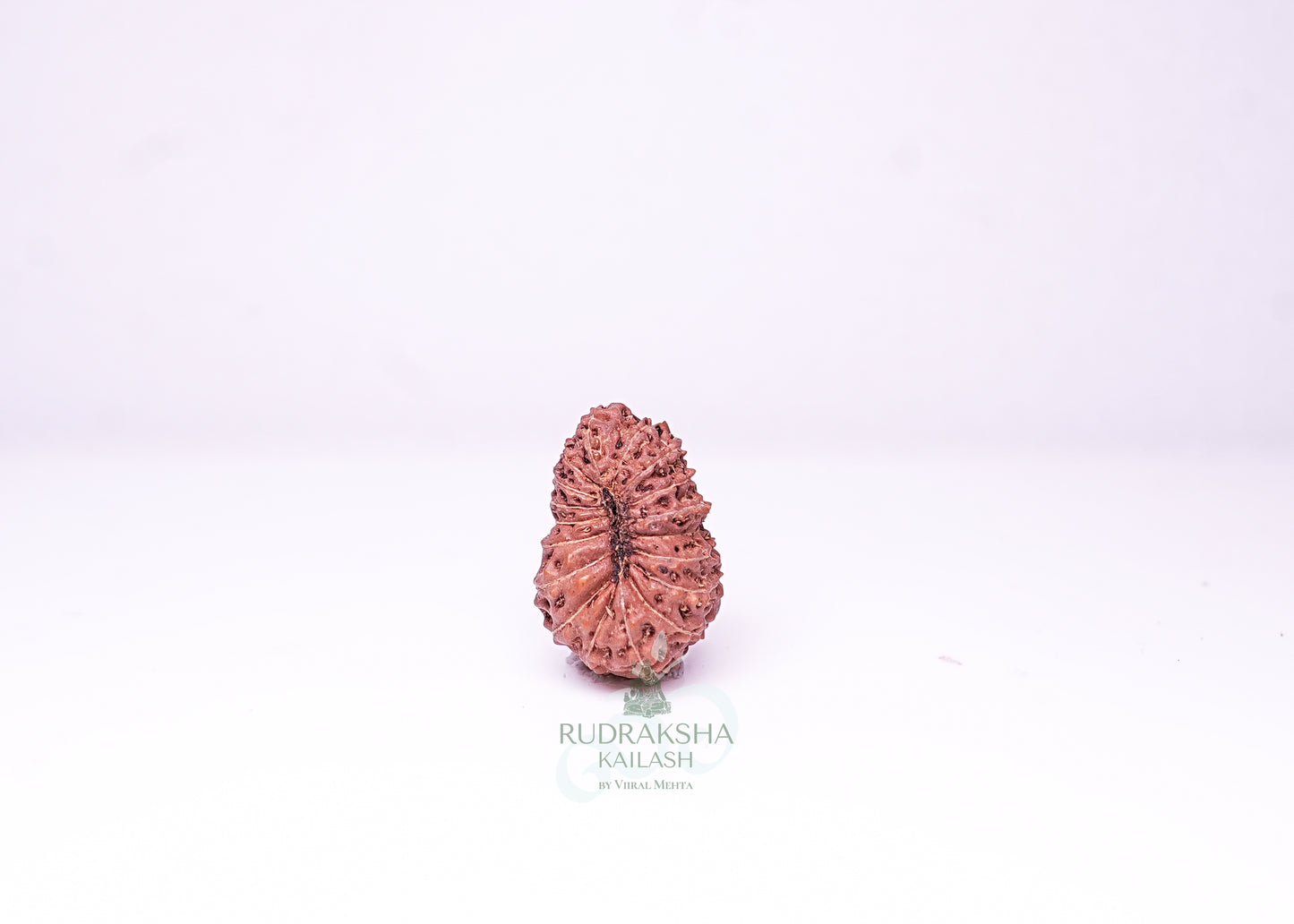 21 Mukhi Indonesian Rudraksha - 2114