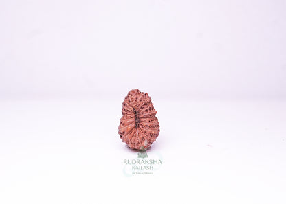21 Mukhi Indonesian Rudraksha - 2114