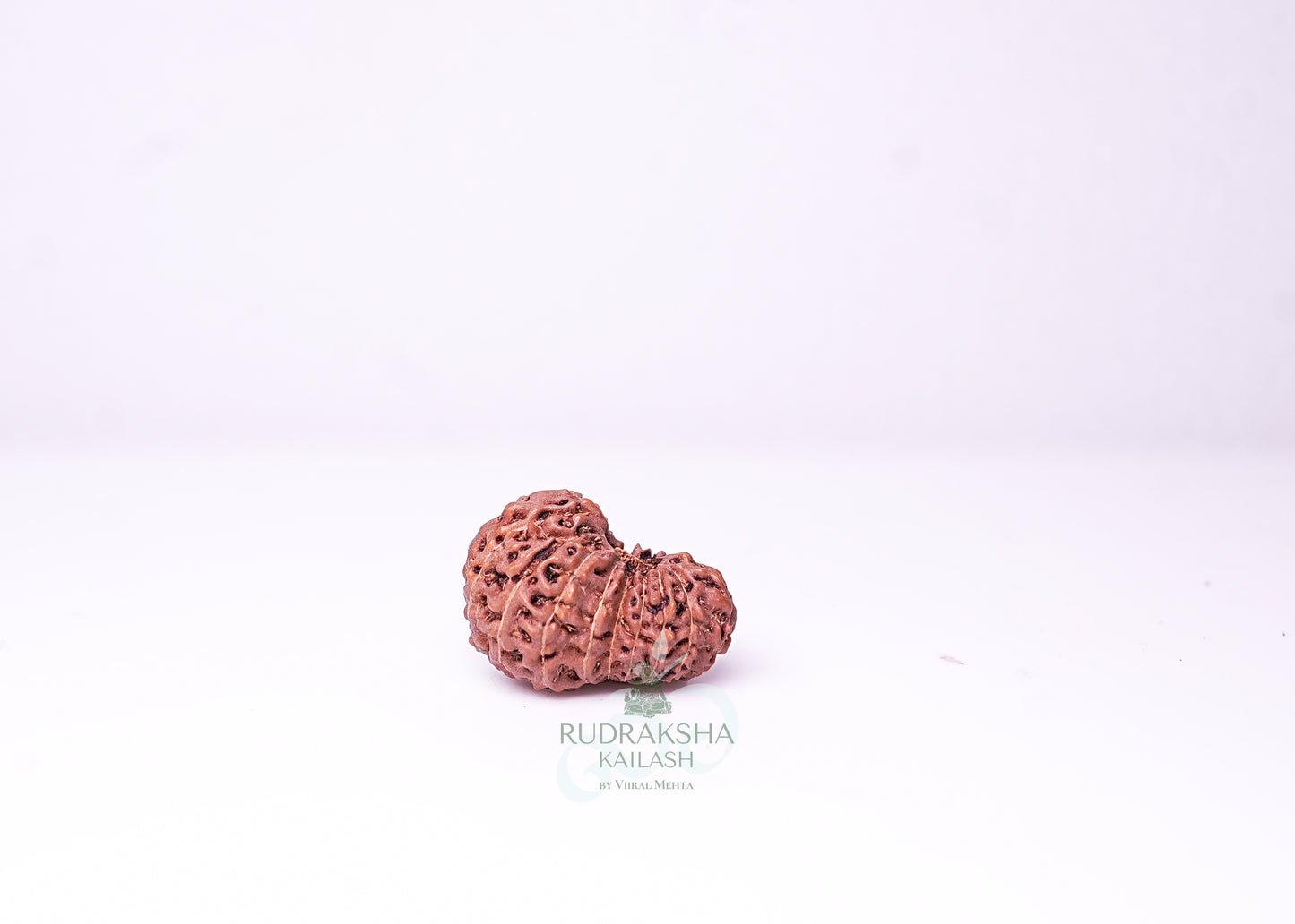 21 Mukhi Indonesian Rudraksha - 2114
