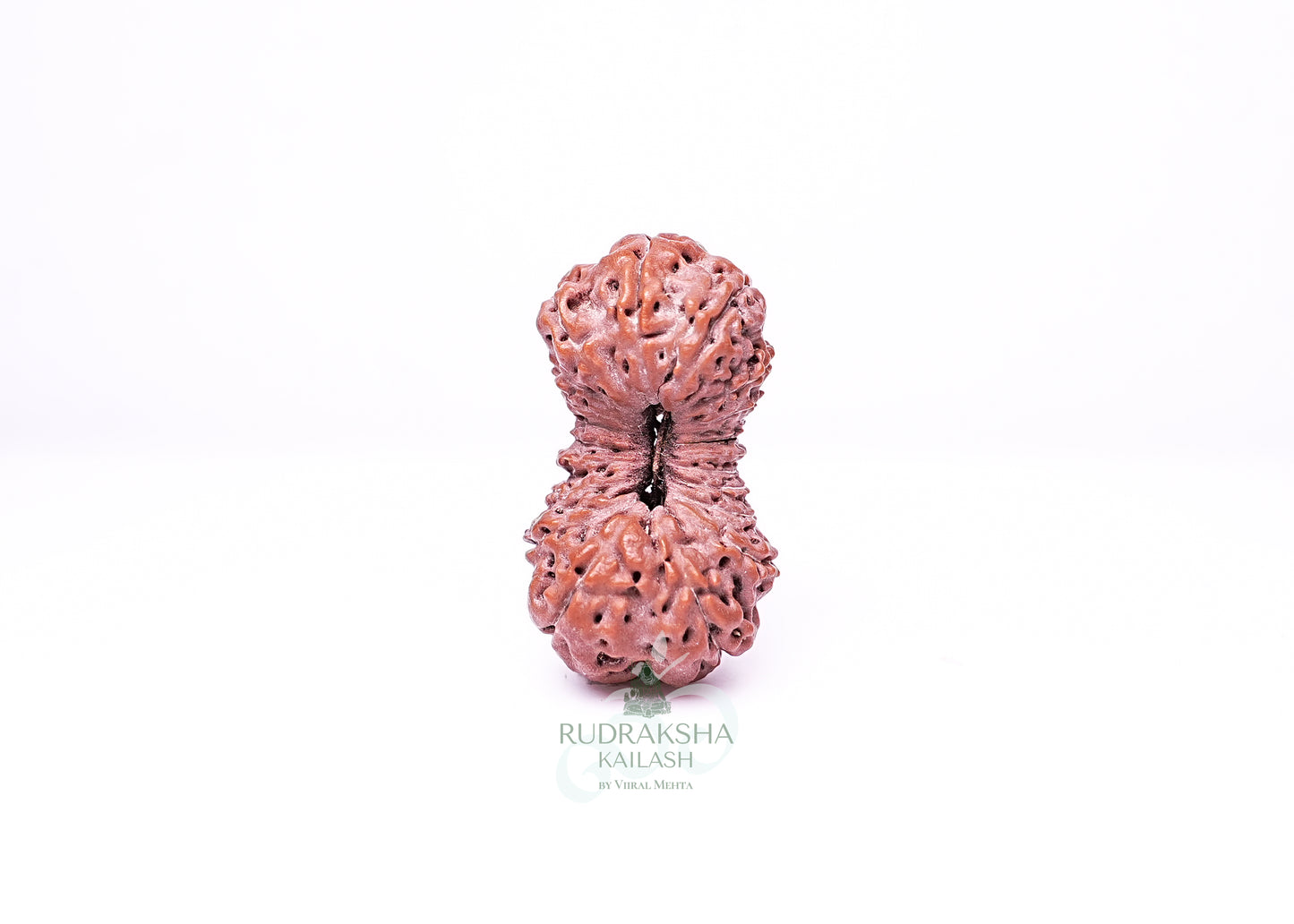 21 Mukhi Indonesian Rudraksha - 2115