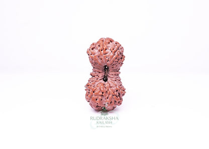 21 Mukhi Indonesian Rudraksha - 2115