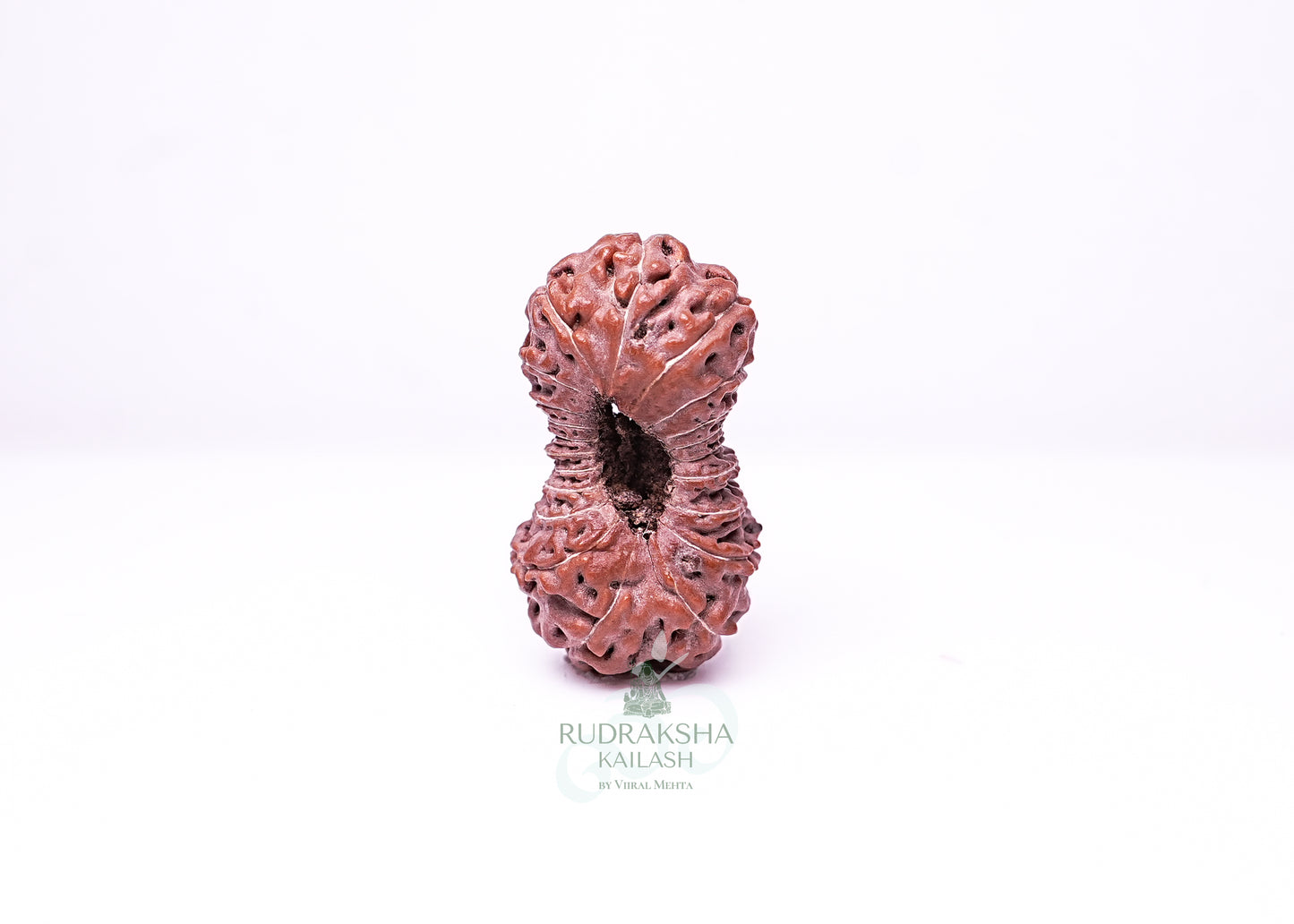 21 Mukhi Indonesian Rudraksha - 2115