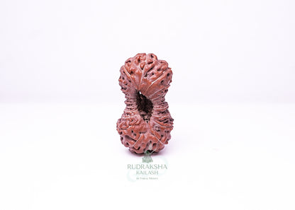 21 Mukhi Indonesian Rudraksha - 2115