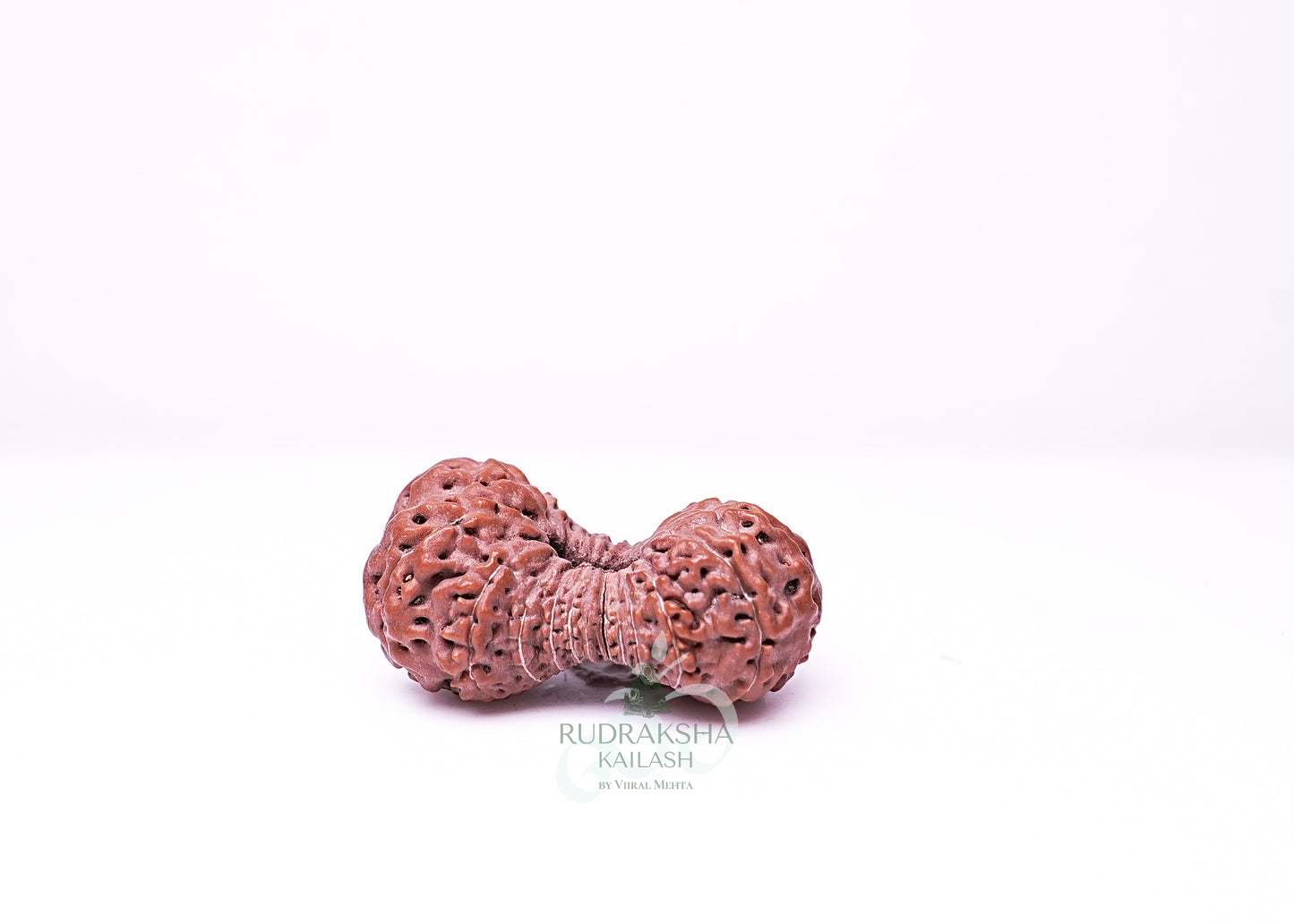 21 Mukhi Indonesian Rudraksha - 2115