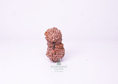 21 Mukhi Indonesian Rudraksha - 2116