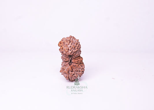 21 Mukhi Indonesian Rudraksha - 2116