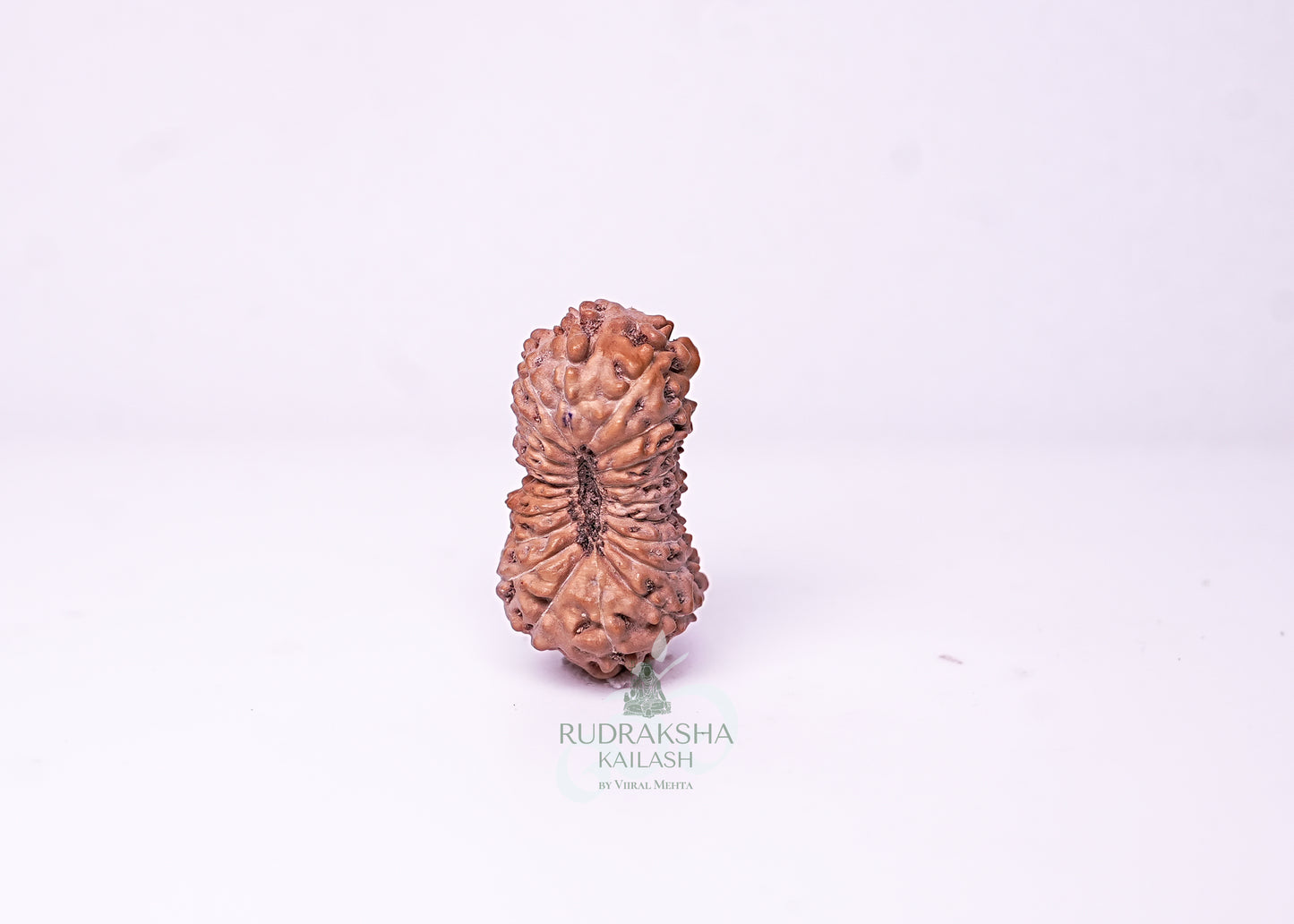 21 Mukhi Indonesian Rudraksha - 2116