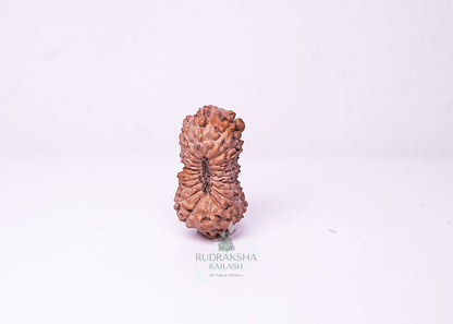 21 Mukhi Indonesian Rudraksha - 2116