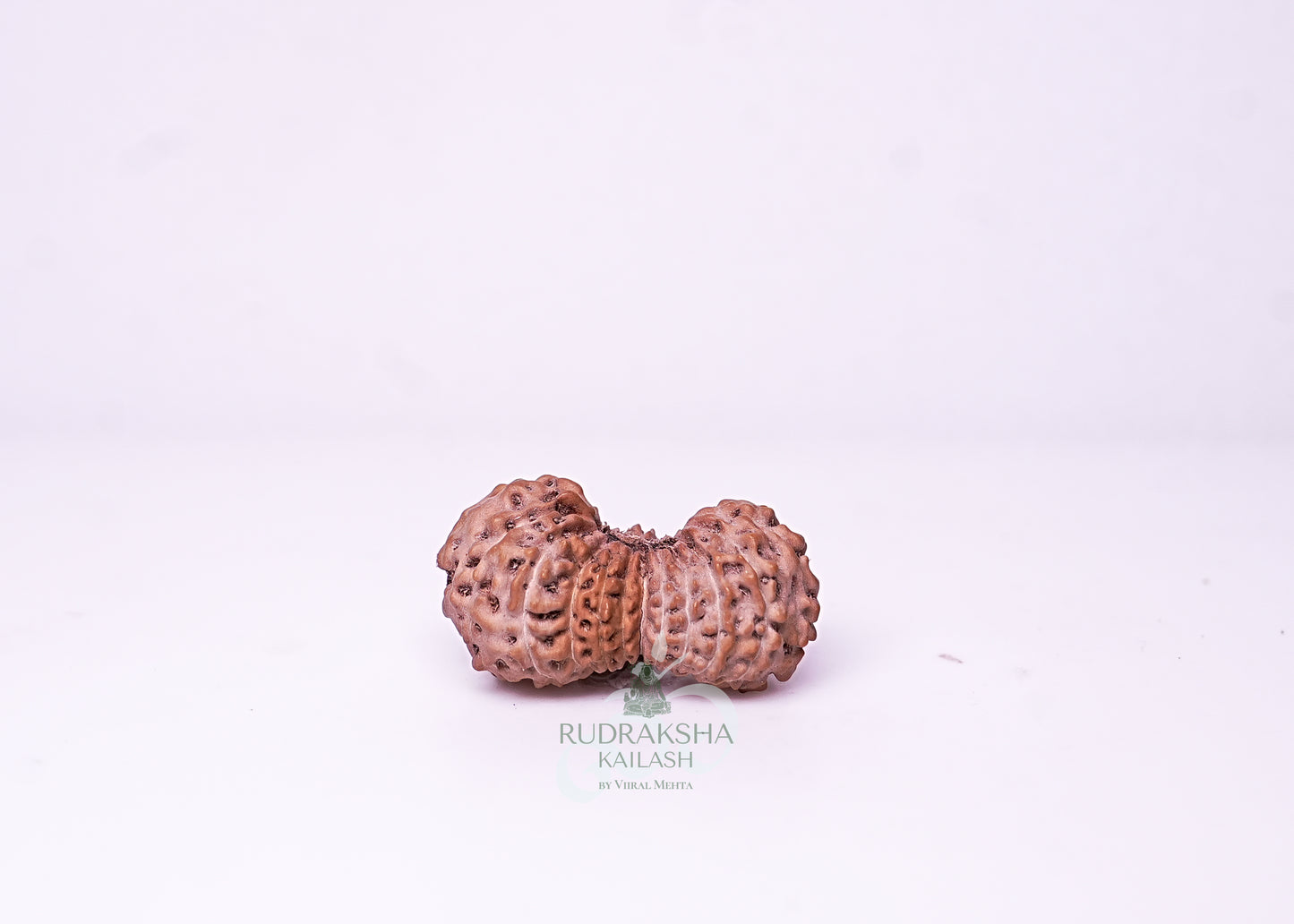 21 Mukhi Indonesian Rudraksha - 2116