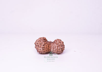 21 Mukhi Indonesian Rudraksha - 2116