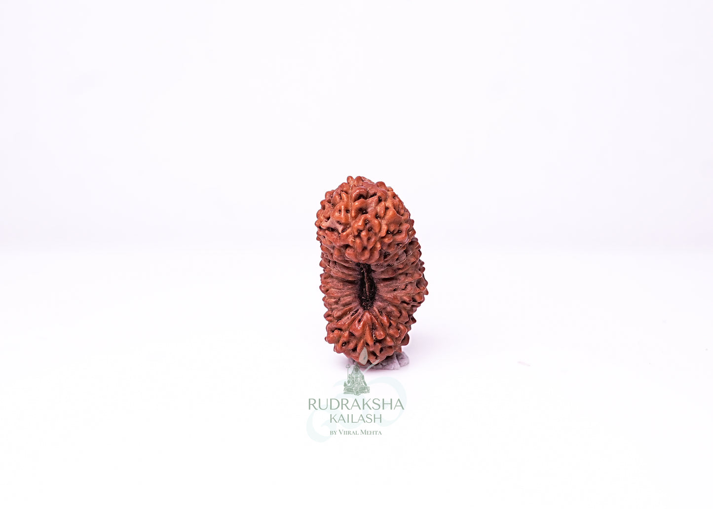21 Mukhi Indonesian Rudraksha - 2117