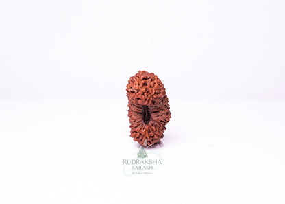 21 Mukhi Indonesian Rudraksha - 2117