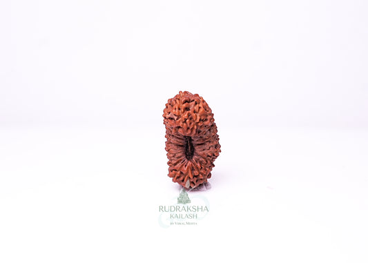 21 Mukhi Indonesian Rudraksha - 2117