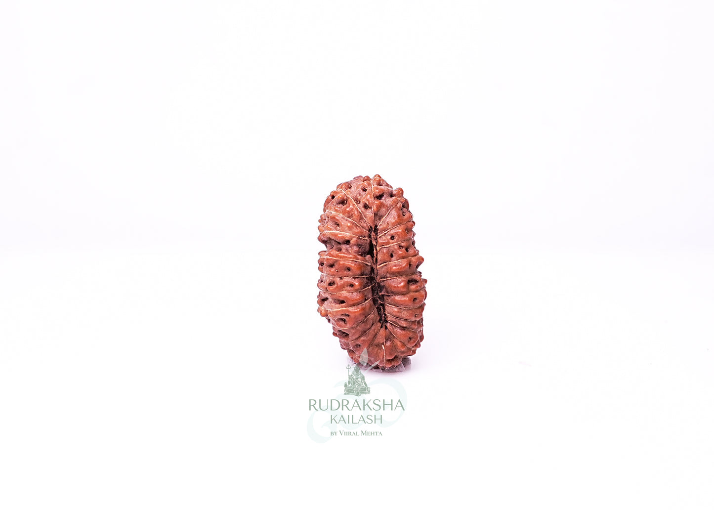 21 Mukhi Indonesian Rudraksha - 2117