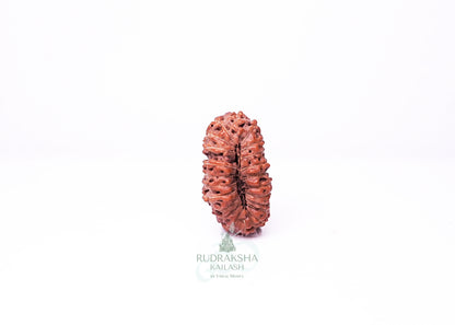 21 Mukhi Indonesian Rudraksha - 2117