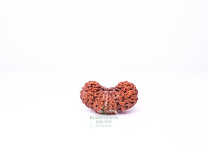 21 Mukhi Indonesian Rudraksha - 2117