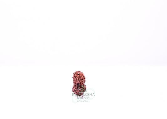 21 Mukhi Indonesian Rudraksha - 2118
