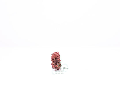 21 Mukhi Indonesian Rudraksha - 2118