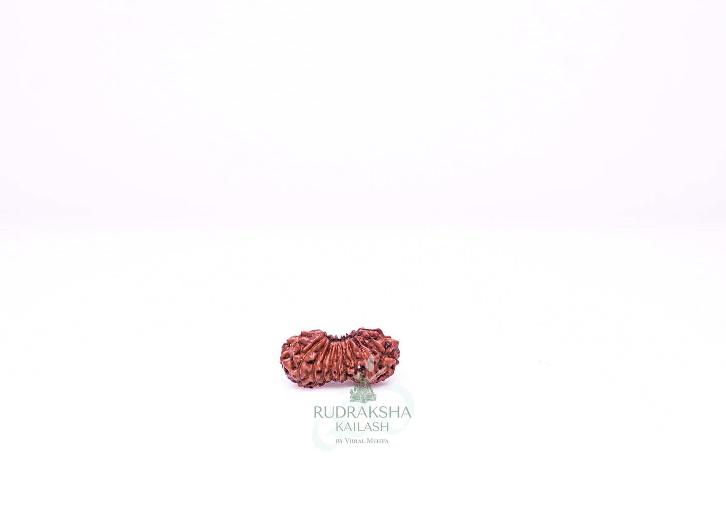 21 Mukhi Indonesian Rudraksha - 2118