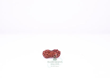 21 Mukhi Indonesian Rudraksha - 2118