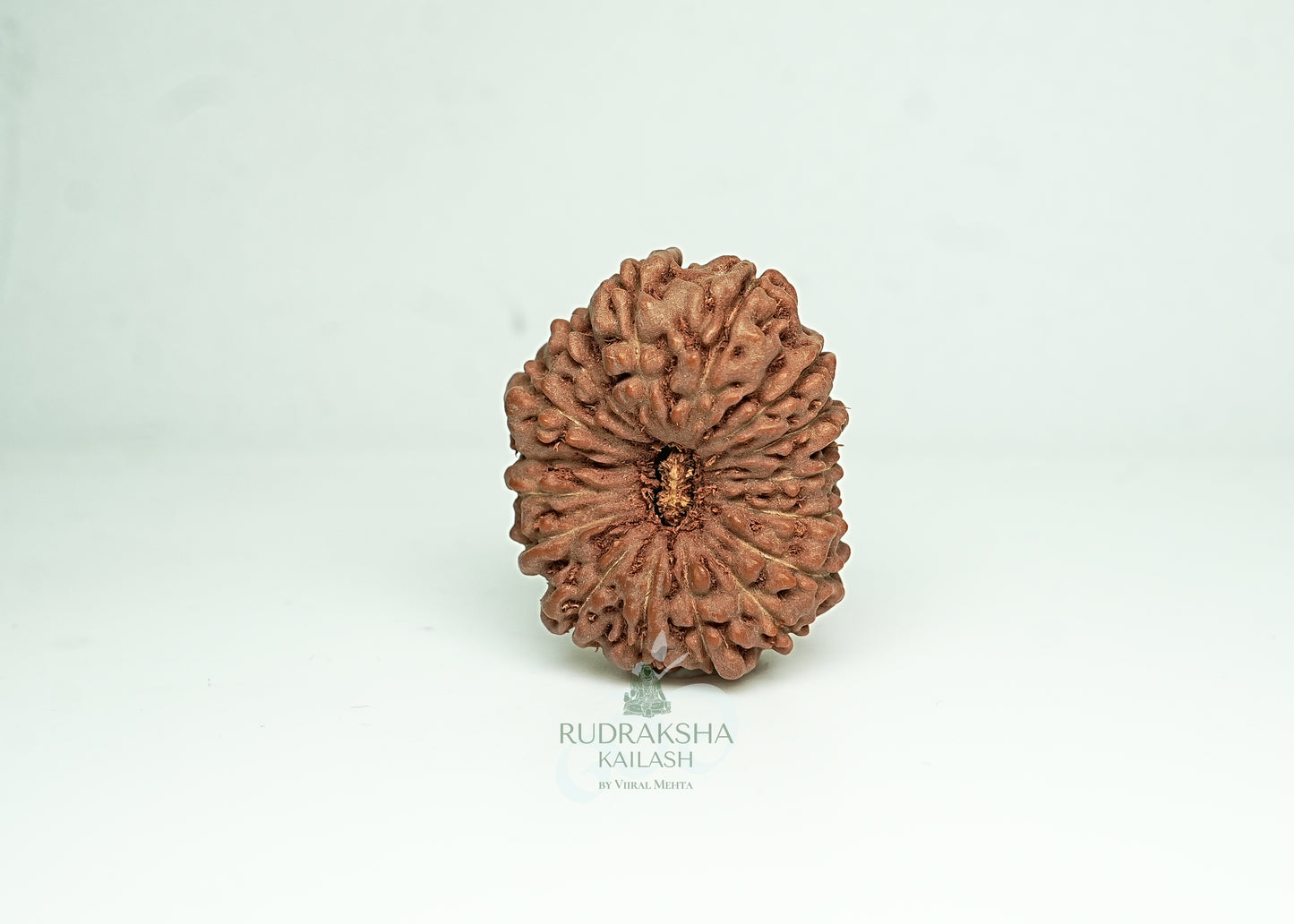16 Mukhi Nepali Rudraksha - 1601
