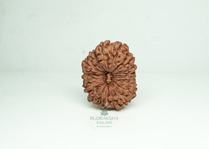 16 Mukhi Nepali Rudraksha - 1601