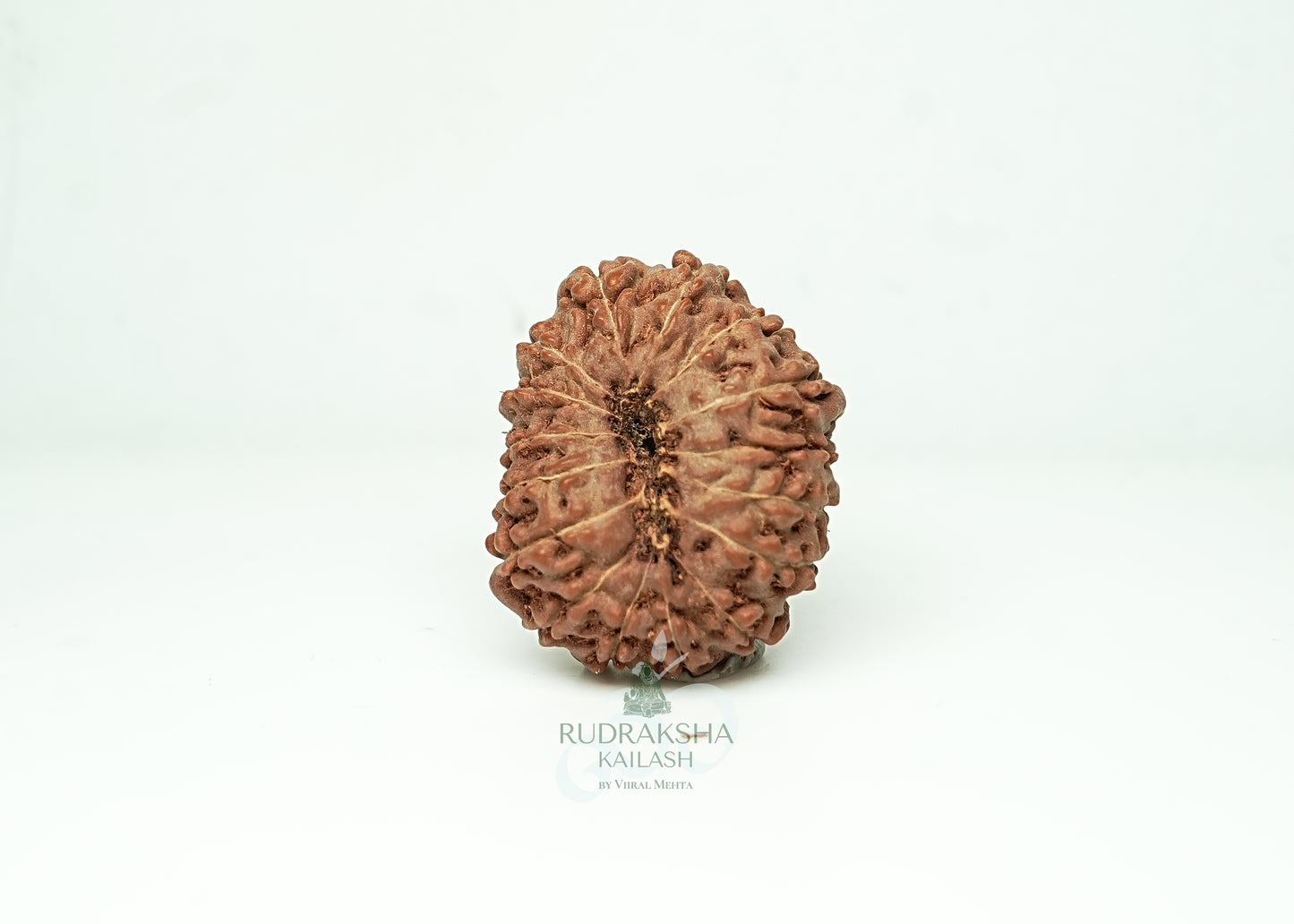 16 Mukhi Nepali Rudraksha - 1601