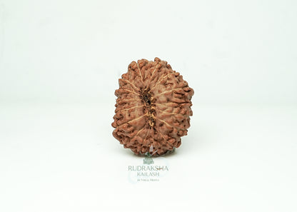 16 Mukhi Nepali Rudraksha - 1601