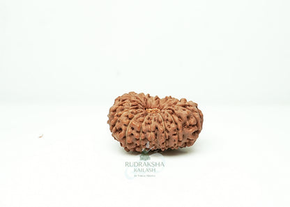 16 Mukhi Nepali Rudraksha - 1601