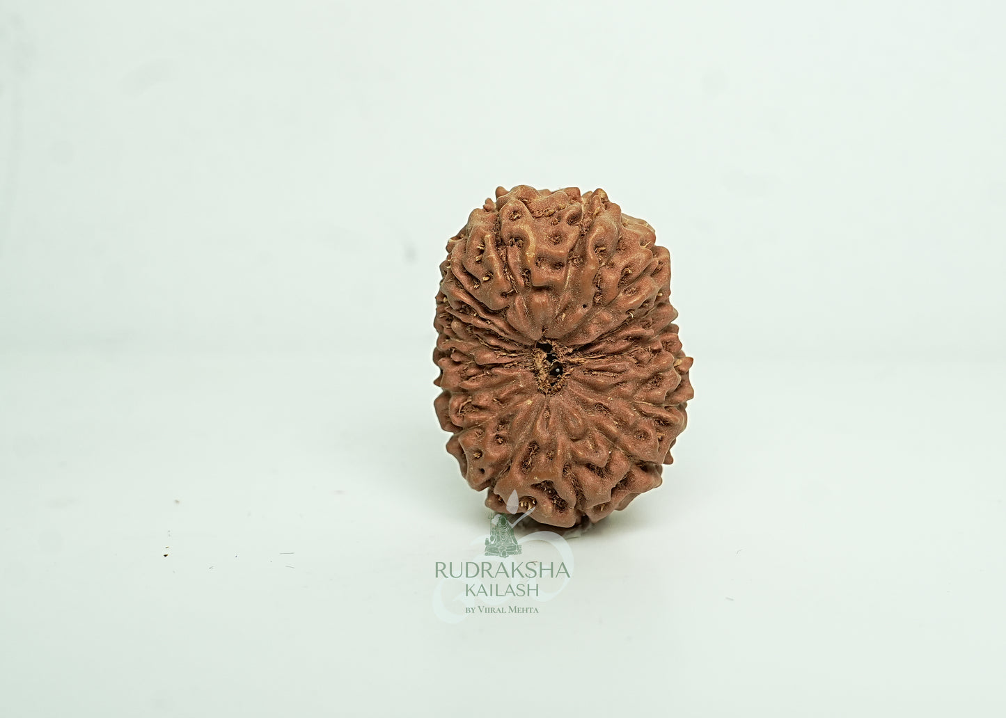 16 Mukhi Nepali Rudraksha - 1602