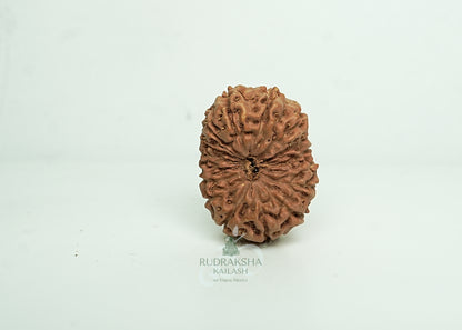 16 Mukhi Nepali Rudraksha - 1602