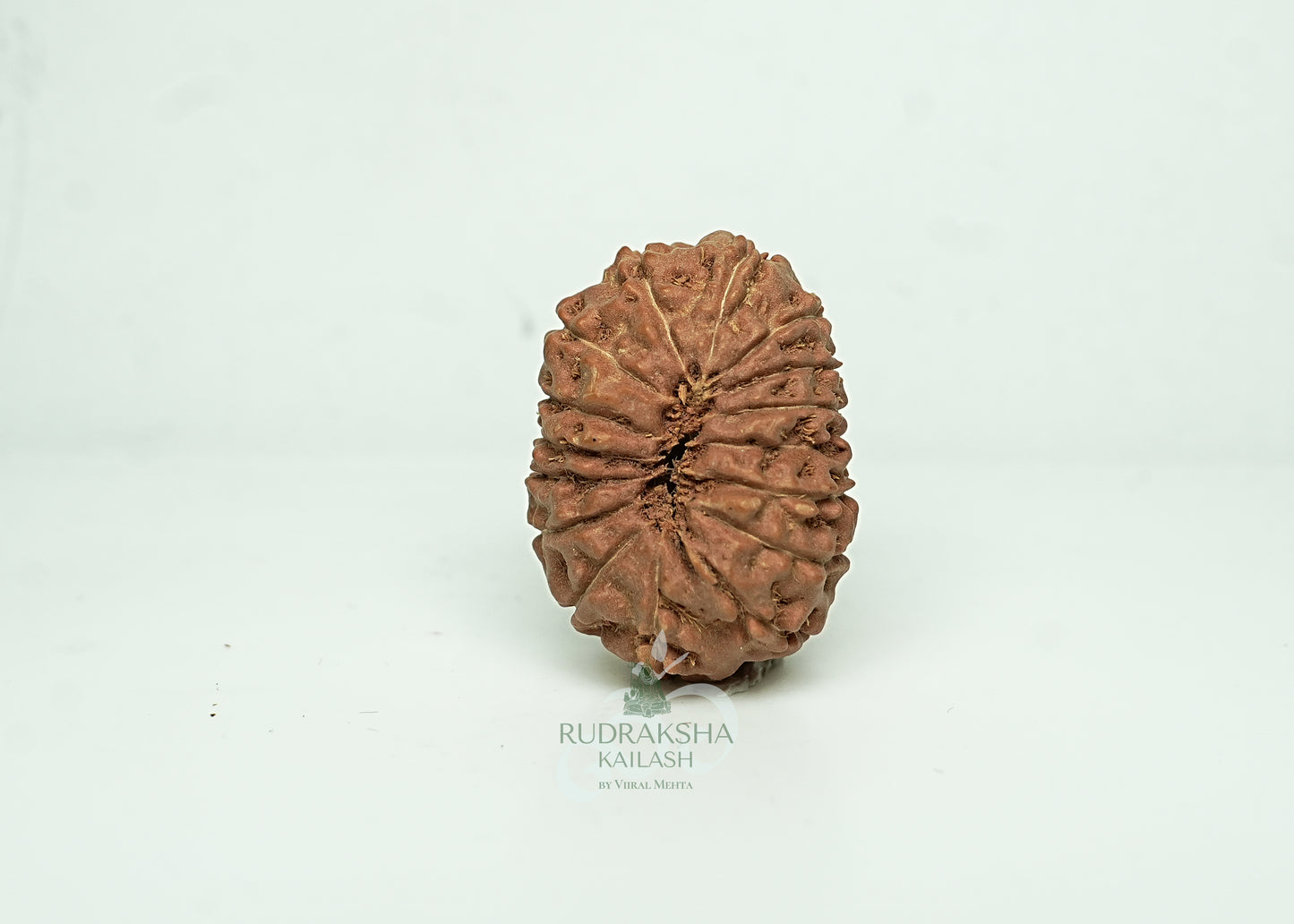 16 Mukhi Nepali Rudraksha - 1602