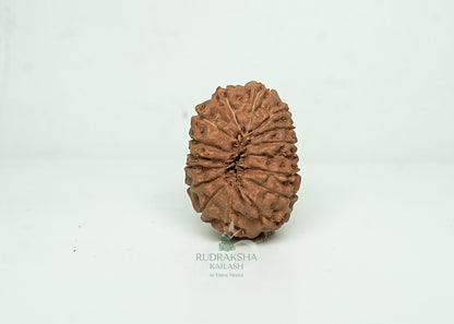 16 Mukhi Nepali Rudraksha - 1602