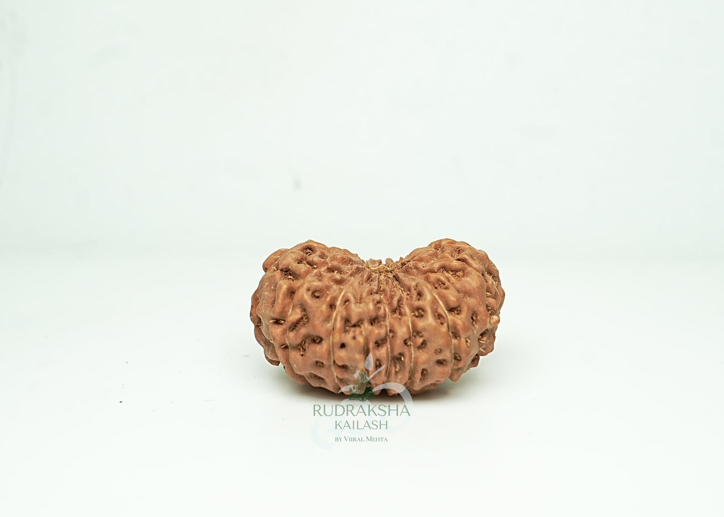 16 Mukhi Nepali Rudraksha - 1602