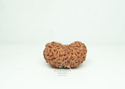 16 Mukhi Nepali Rudraksha - 1602