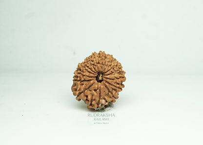 16 Mukhi Nepali Rudraksha - 1603
