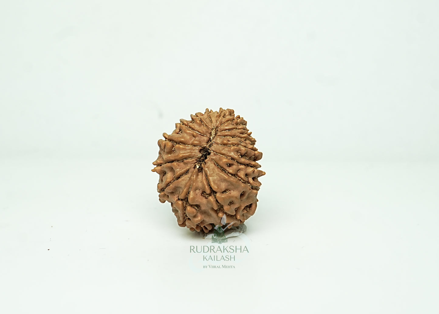 16 Mukhi Nepali Rudraksha - 1603