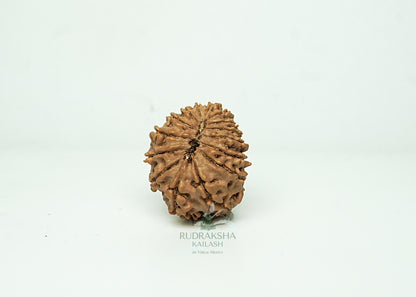 16 Mukhi Nepali Rudraksha - 1603