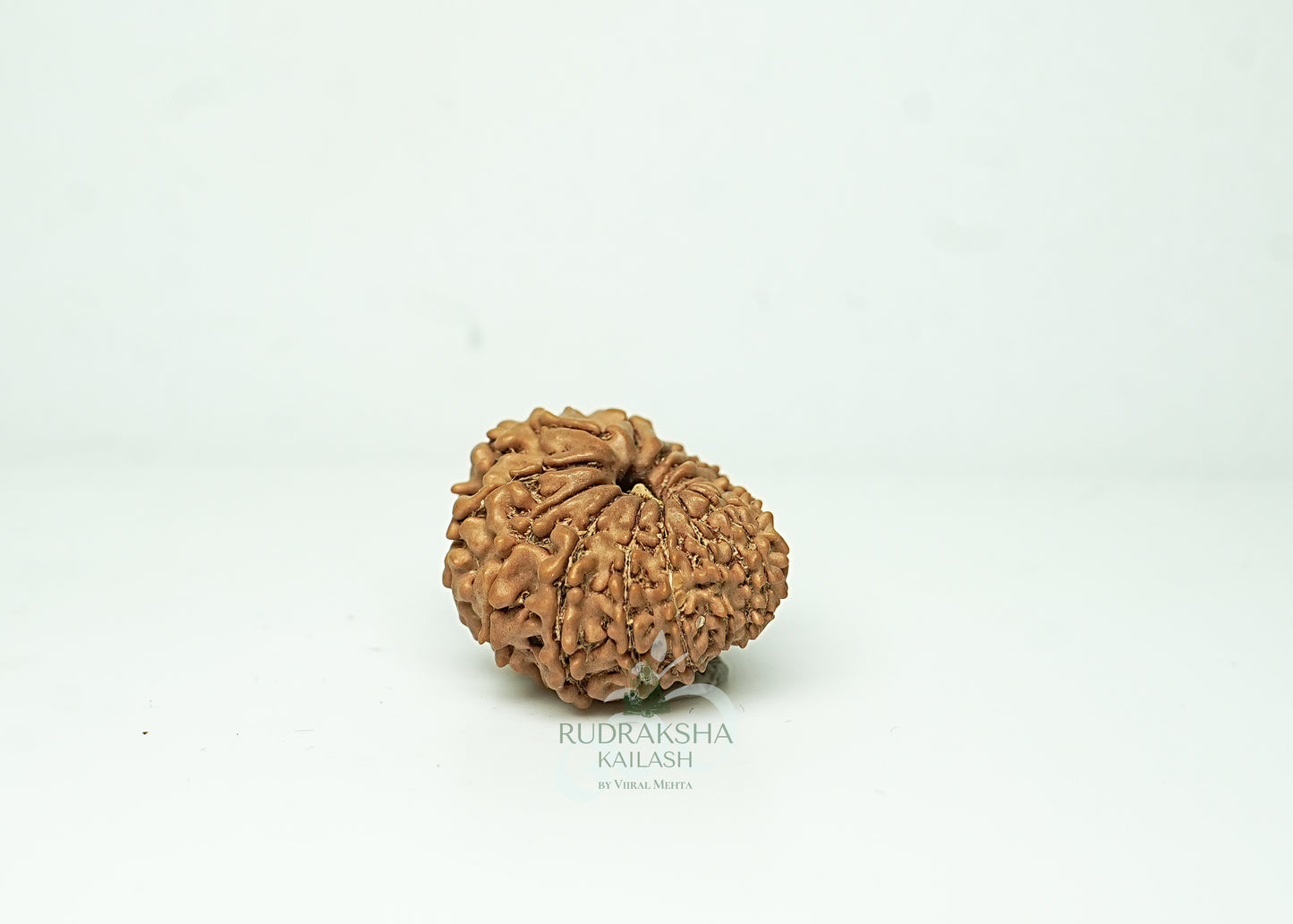 16 Mukhi Nepali Rudraksha - 1603