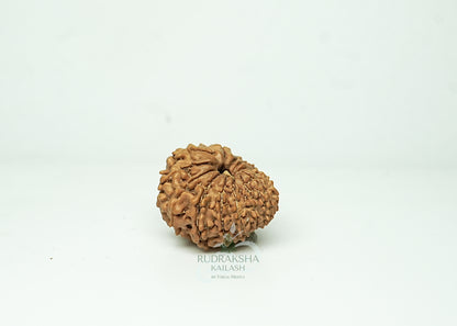 16 Mukhi Nepali Rudraksha - 1603