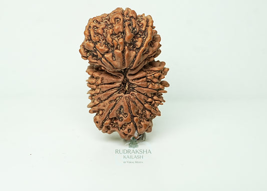 16 Mukhi Nepali Rudraksha - 1604