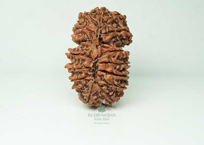 16 Mukhi Nepali Rudraksha - 1604