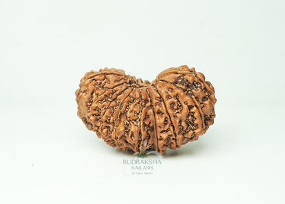 16 Mukhi Nepali Rudraksha - 1604