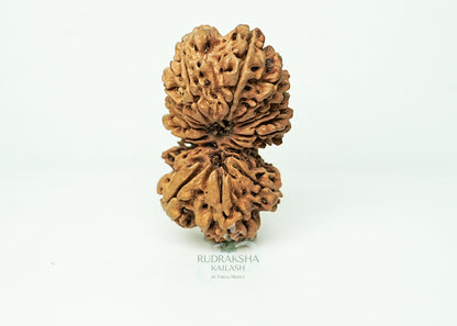 16 Mukhi Nepali Rudraksha - 1605
