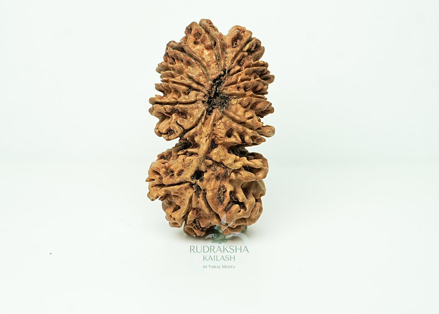 16 Mukhi Nepali Rudraksha - 1605