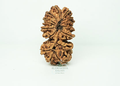 16 Mukhi Nepali Rudraksha - 1605