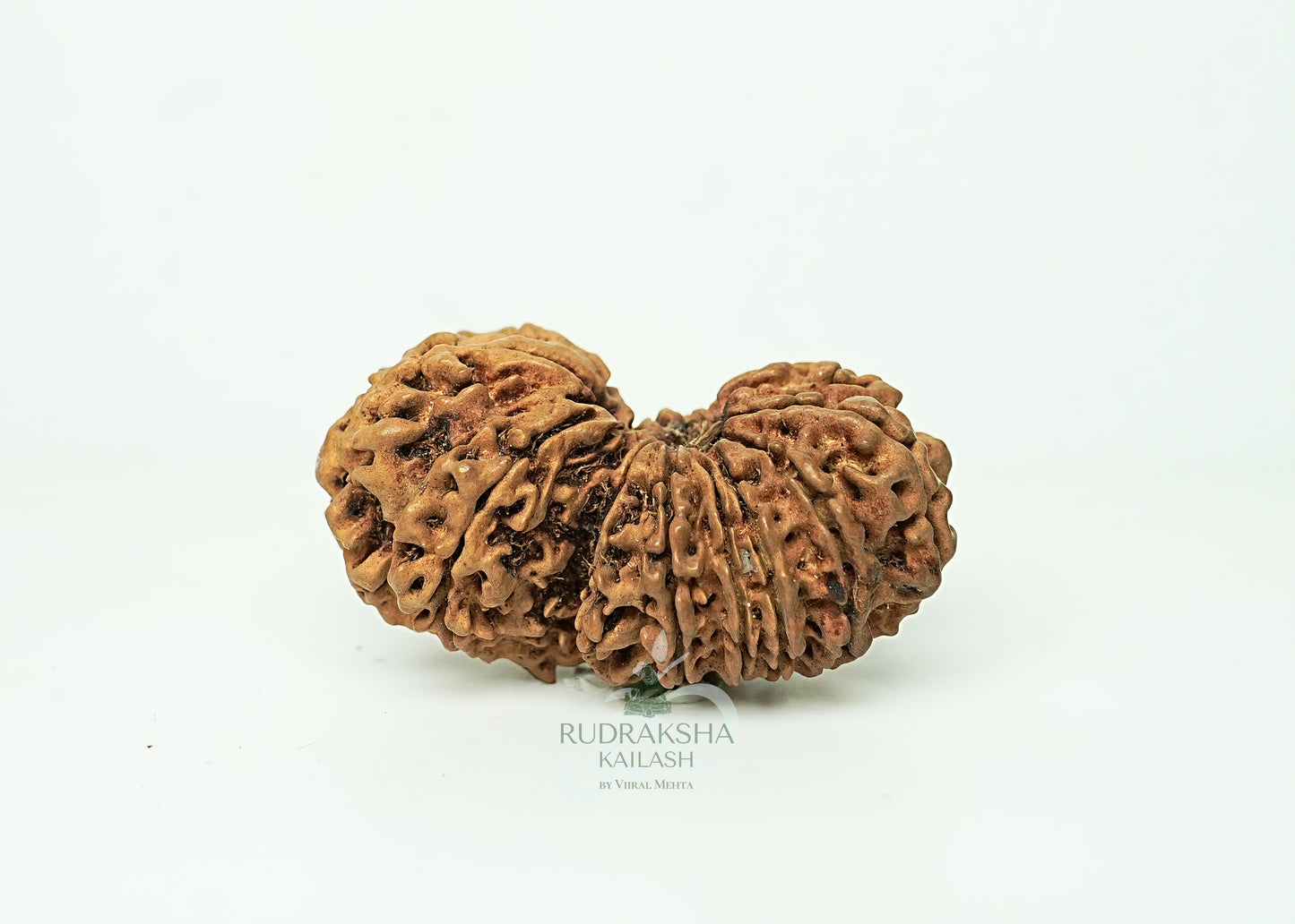 16 Mukhi Nepali Rudraksha - 1605