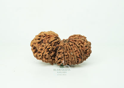 16 Mukhi Nepali Rudraksha - 1605