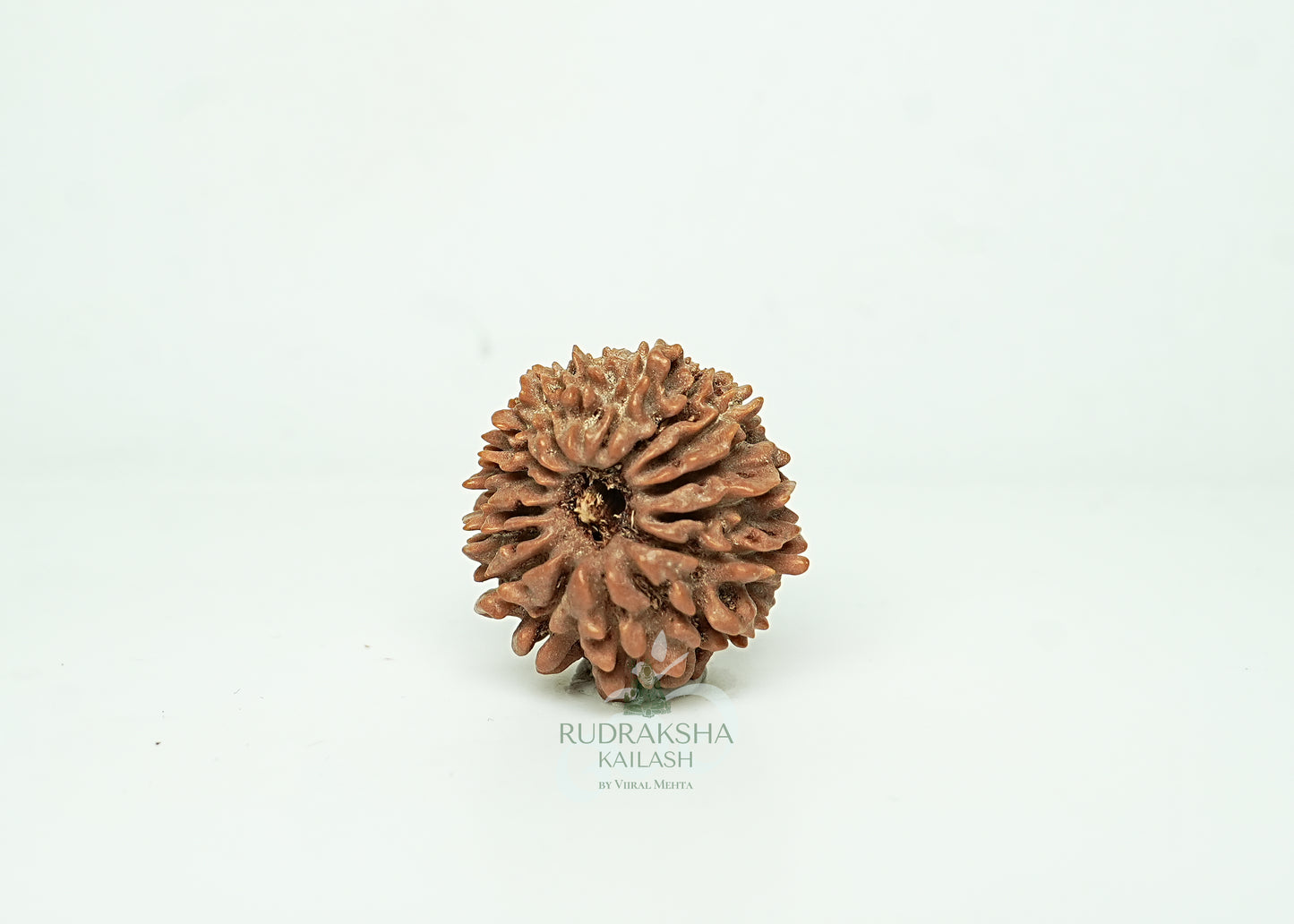 16 Mukhi Nepali Rudraksha - 1606