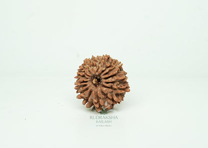 16 Mukhi Nepali Rudraksha - 1606
